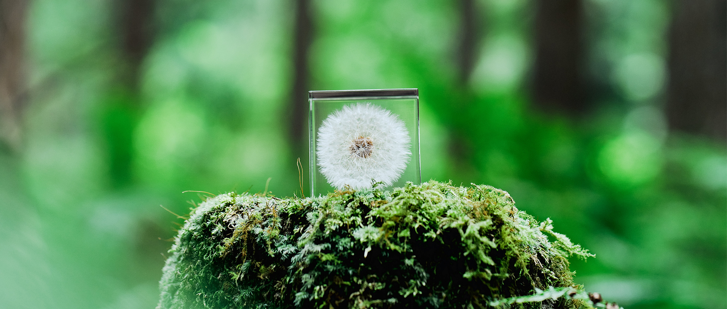 カテゴリー画像