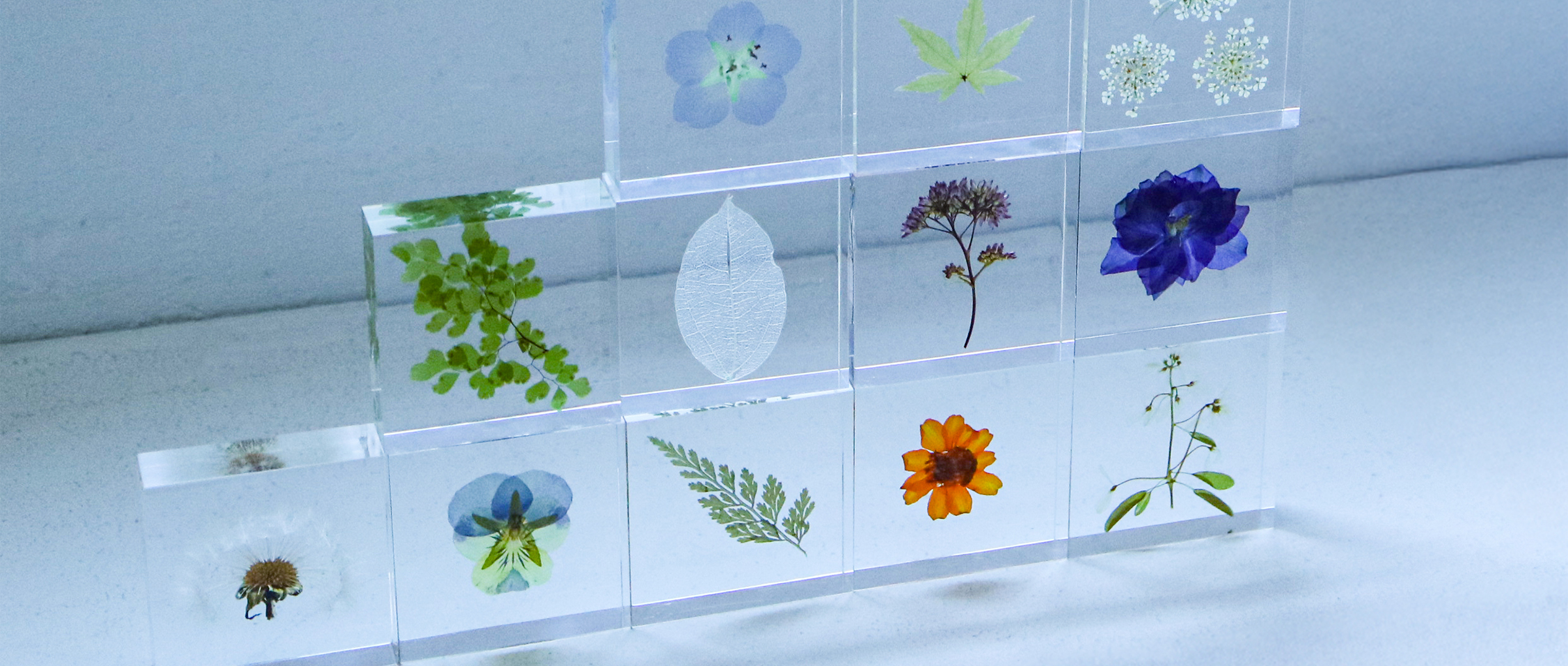 カテゴリー画像