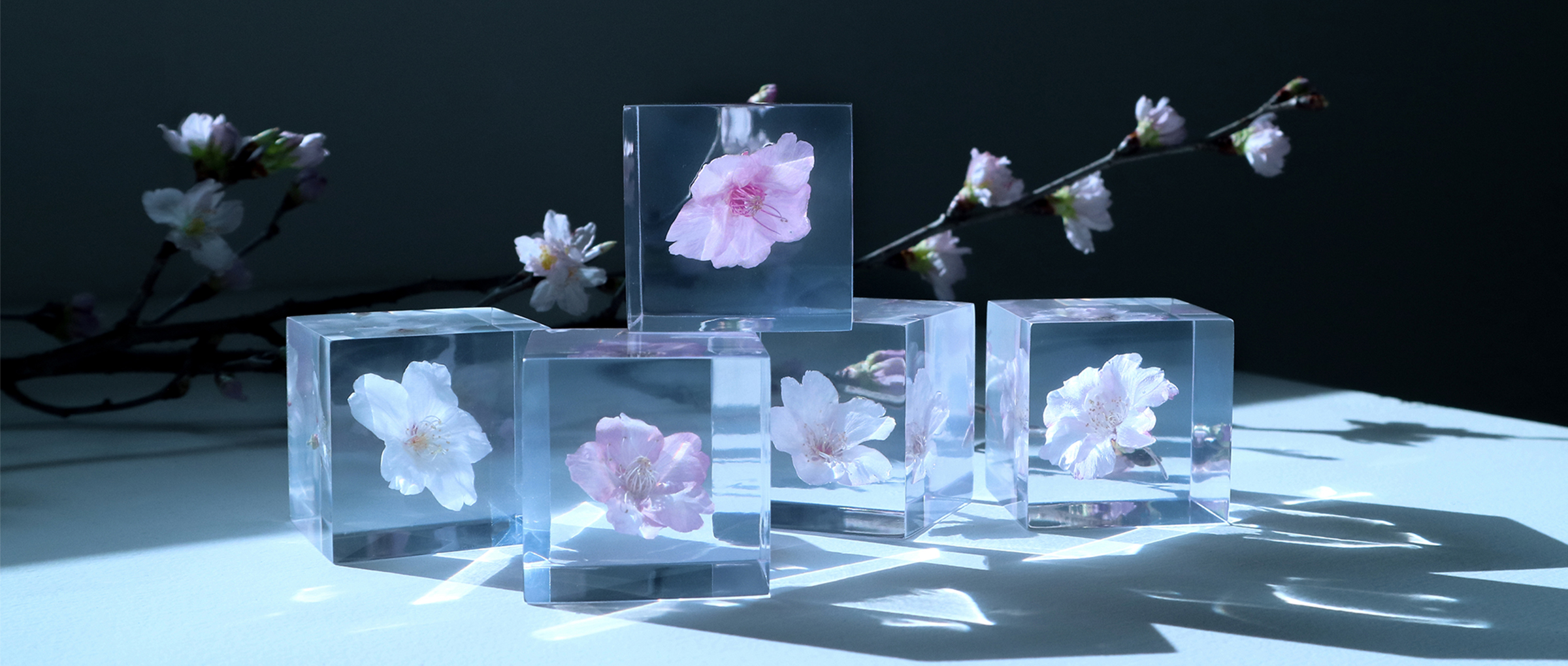 カテゴリー画像