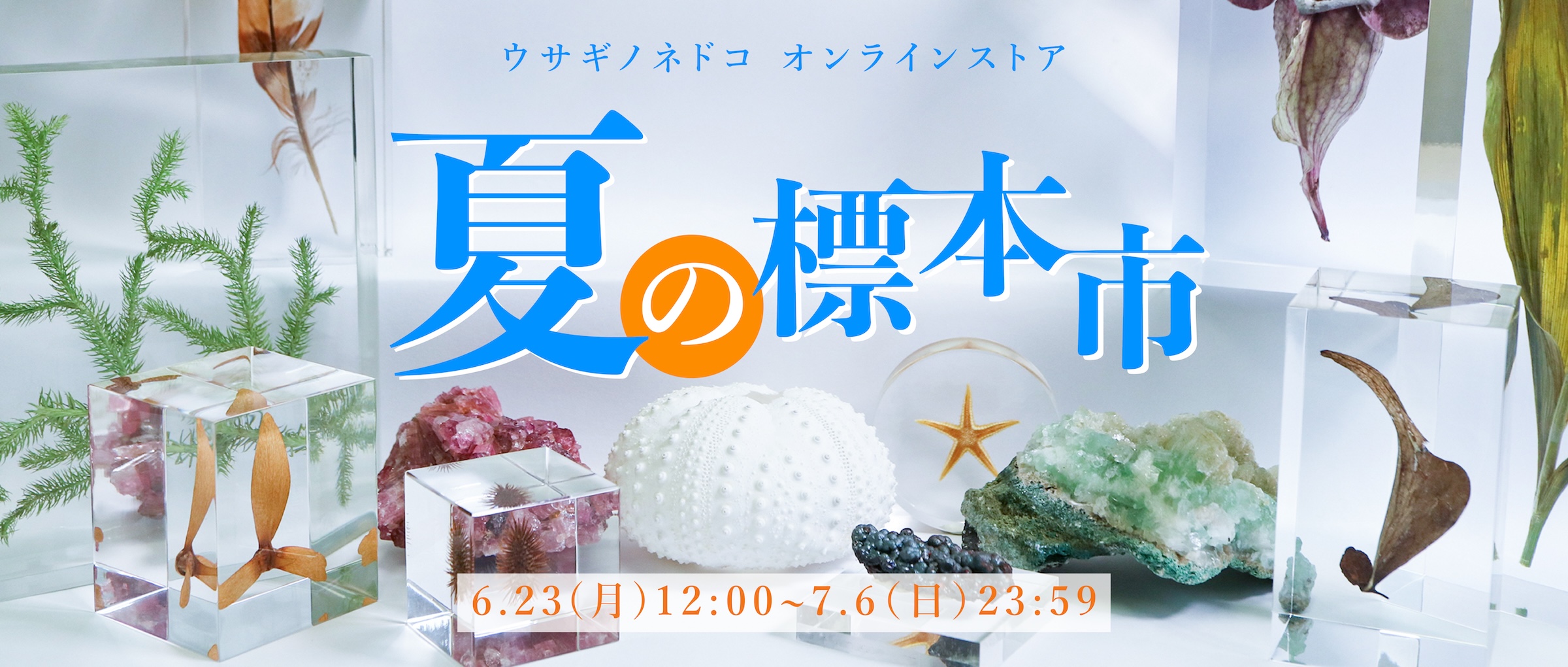 カテゴリー画像