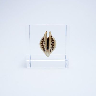 Sola cube | ウサギノネドコ