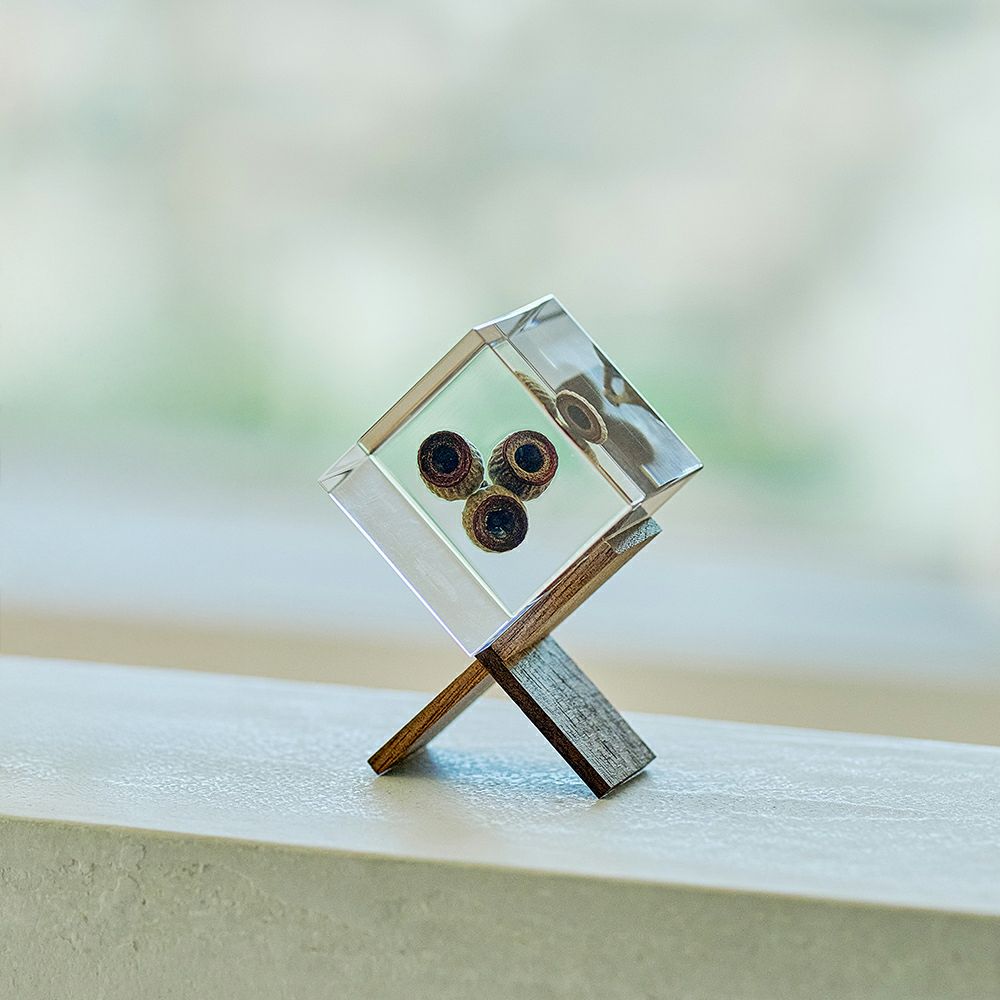 ホオズキ(5cm角) | ウサギノネドコ