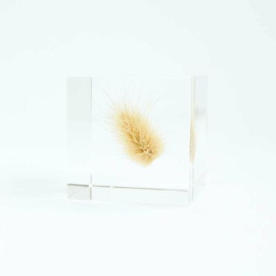 タンポポ (5cm角) | ウサギノネドコ