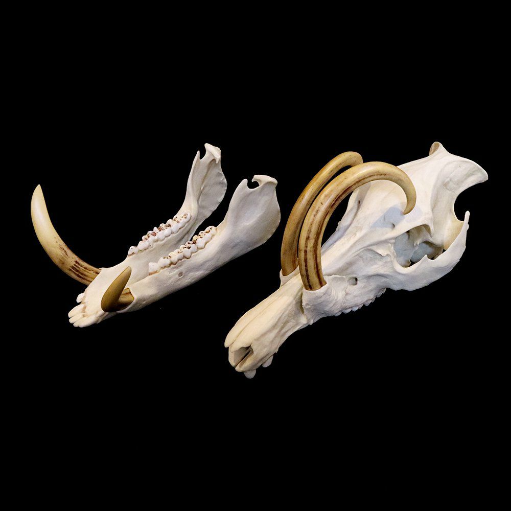 バビルサの頭骨（レプリカ） | ウサギノネドコ