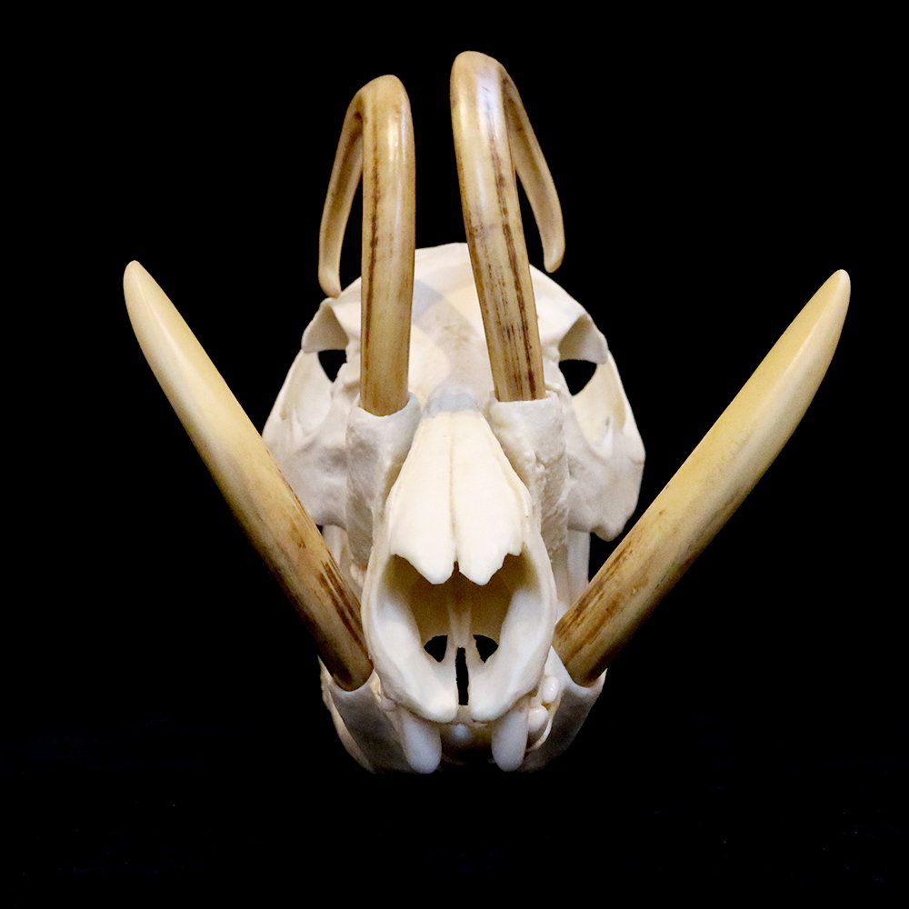 バビルサの頭骨（レプリカ） | ウサギノネドコ