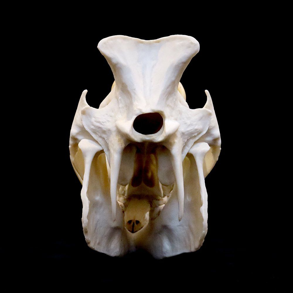 バビルサの頭骨（レプリカ） | ウサギノネドコ