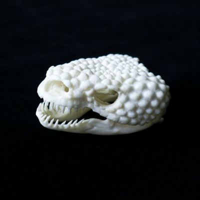 アメリカドクトカゲの頭骨標本（レプリカ）