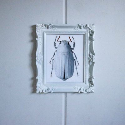 LILJEBERGS 博物写真【甲虫】