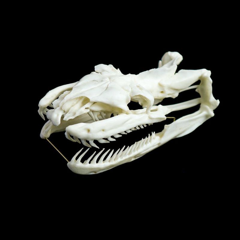 アミメニシキヘビの頭骨標本（レプリカ） | ウサギノネドコ