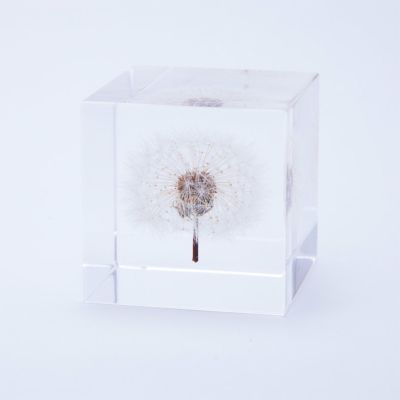 dandelion_10.jpg