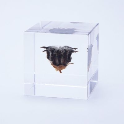 dandelion_9.jpg
