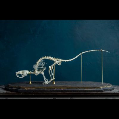 骨格標本　生きた化石　ウニ類　サンショウウニ