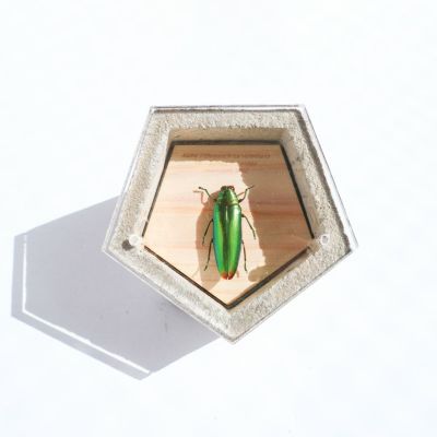 【BUGS-DESIGN】BUG STONE (M)