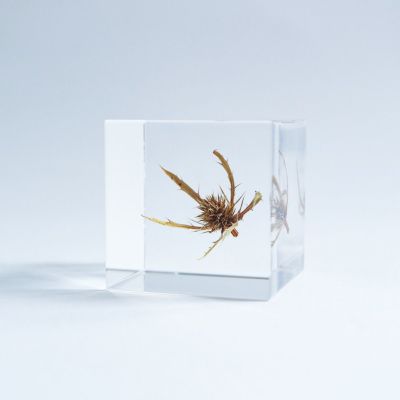 dandelion_9.jpg