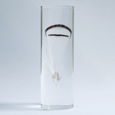 【ミソサザイ】 チョウゲンボウの羽標本 feather specimen on X: 