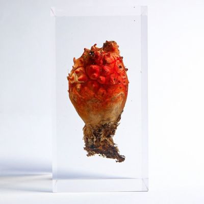 ホヤの生物学 ホヤは興味の宝庫〜発生遺伝学へのいざない | 筑波大学生物学類