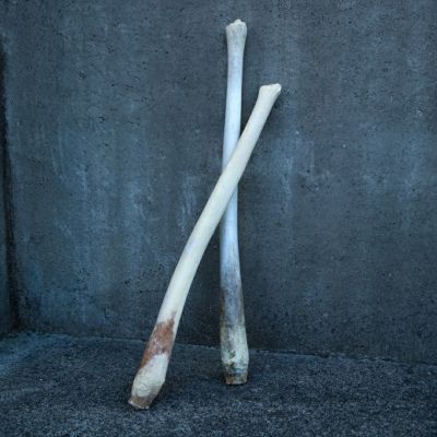 セイウチの陰茎骨