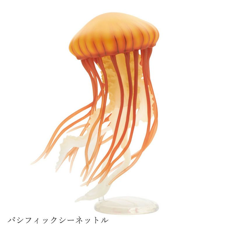 パシフィックシーネットル