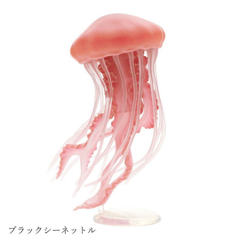 ブラックシーネットル