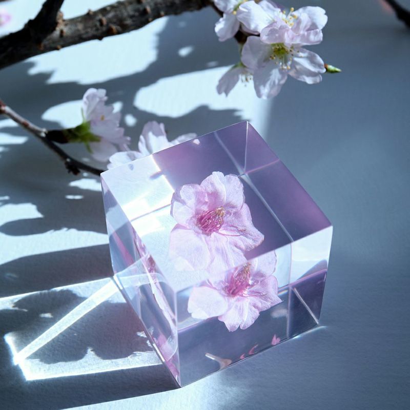 Bird – 桜 | Releases | Discogs