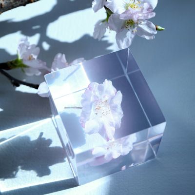 ヤエベニシダレ