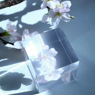 コマツオトメ