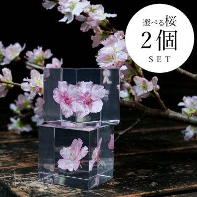 選べる桜 2個セット