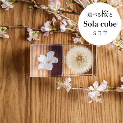 選べる桜とSola cubeセット
