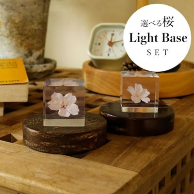 桜 Light Base セット