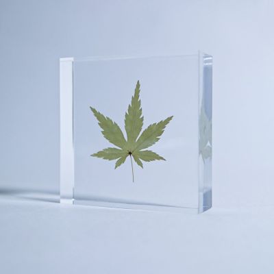 Sola tile イロハモミジ