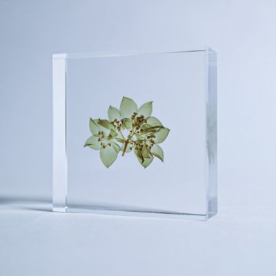 Sola tile ブプレウルム