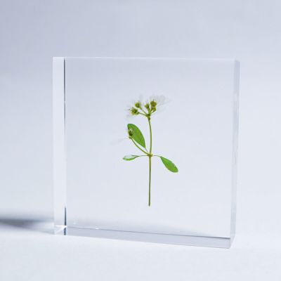 Sola tile ユーフォルビア