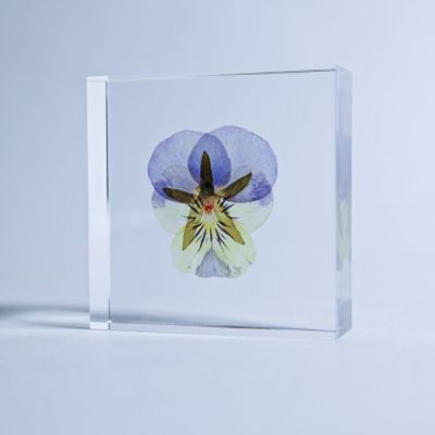 Sola tile ビオラ