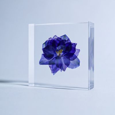 Sola tile チドリソウ