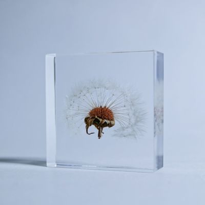Sola tile タンポポ