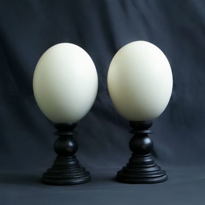 【標本部屋を覗く幽霊】ダチョウの卵の台座付き標本