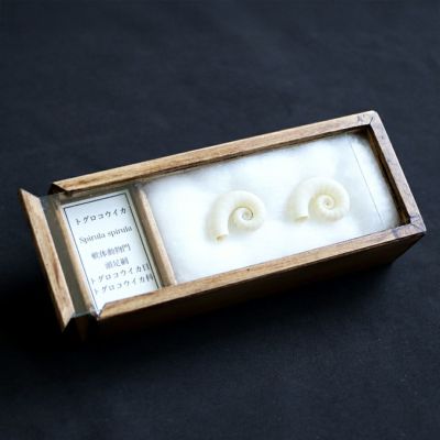 【標本部屋を覗く幽霊】トグロコウイカの標本