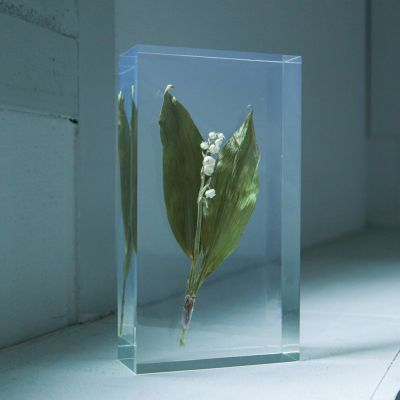 植物［標本］ | ウサギノネドコ