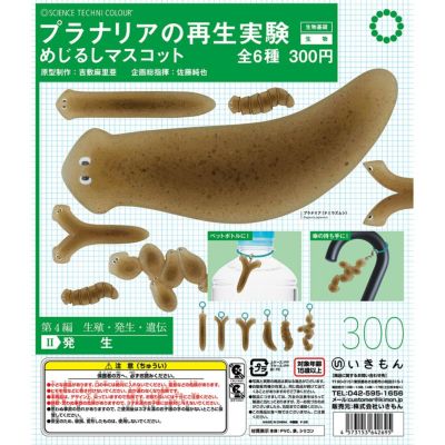 プラナリアの再生実験 めじるしマスコット