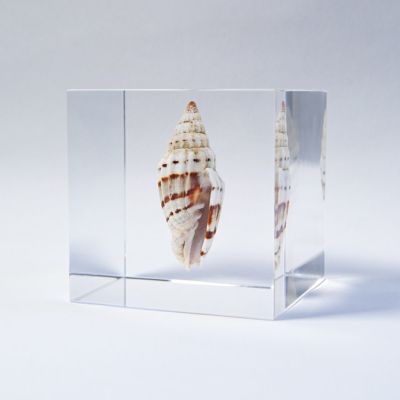巻貝の一種
