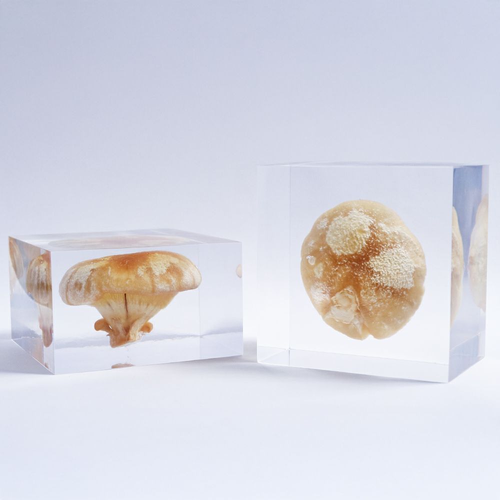 封入標本 | ウサギノネドコ