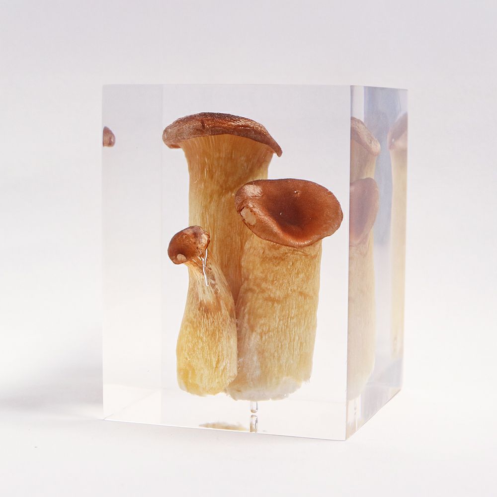 封入標本 | ウサギノネドコ