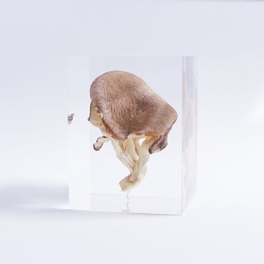 封入標本 | ウサギノネドコ