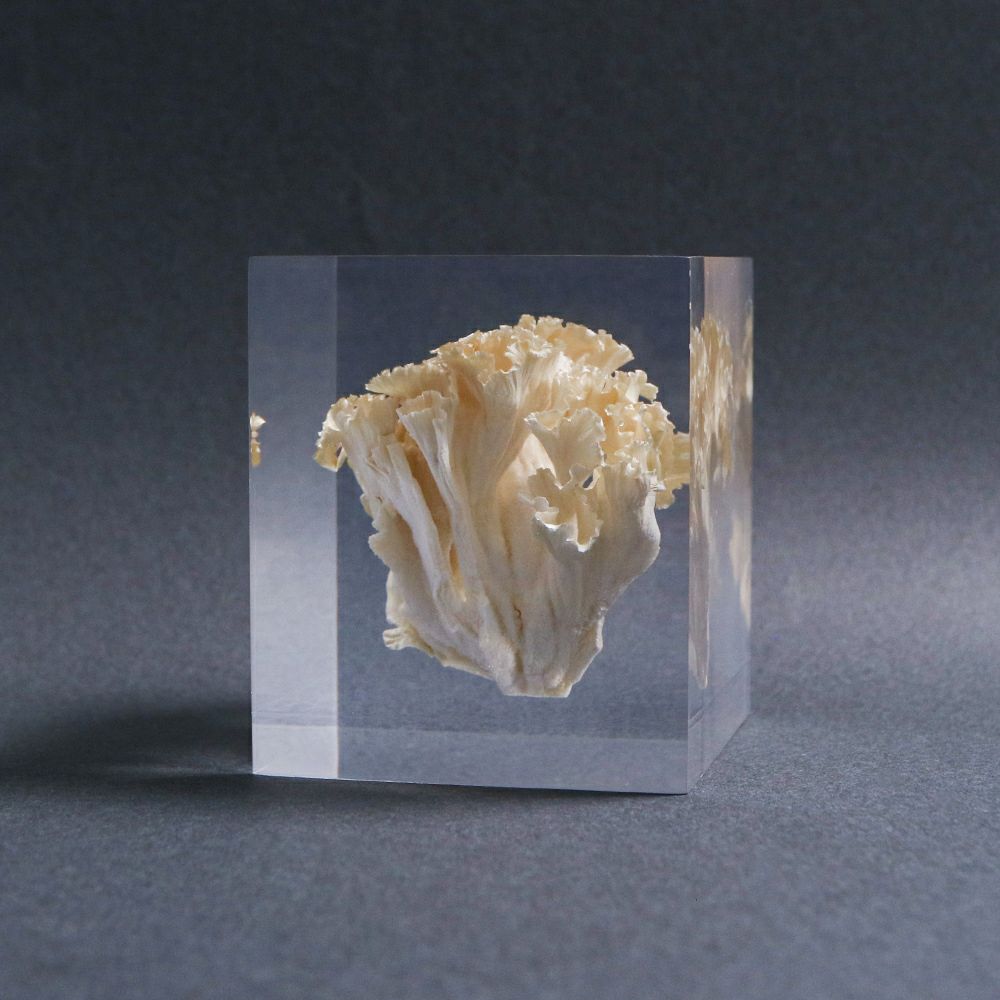 封入標本 | ウサギノネドコ