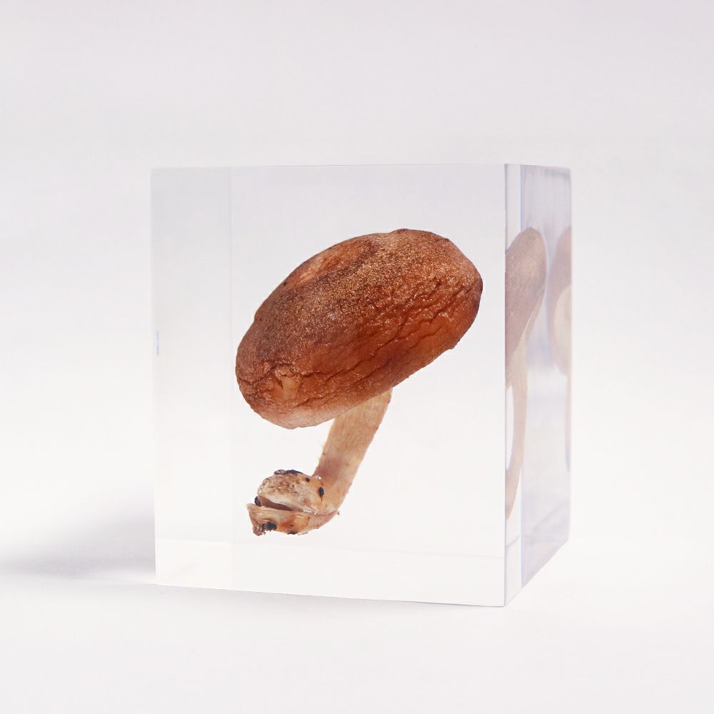 封入標本 | ウサギノネドコ