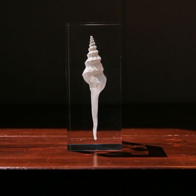 透明標本 ウズラ ワカサギ 封入標本 | ウサギノネドコ